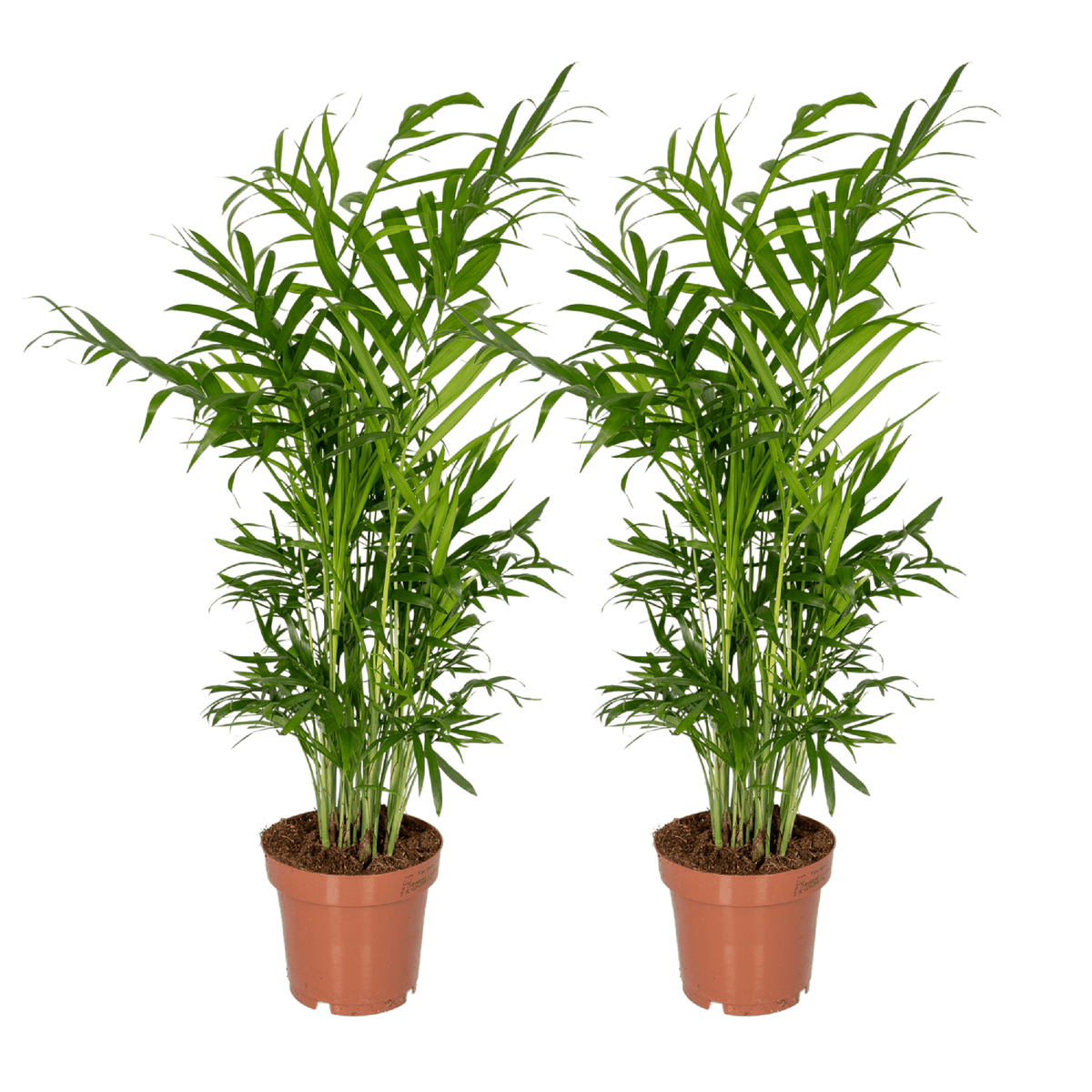 Chamaedorea elegans (Mexican Mountain Palm) - 2 plants - Ø12cm - ↕40cm