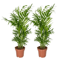 Chamaedorea elegans (Mexican Mountain Palm) - 2 plants - Ø12cm - ↕40cm