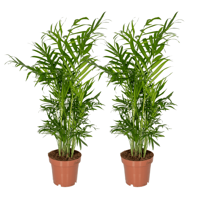 Chamaedorea elegans (Mexican Mountain Palm) - 2 plants - Ø12cm - ↕40cm