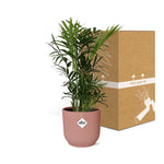 Load image into Gallery viewer, Chamaedorea elegans in ELHO Vibes Fold Pot, Pink, Ø14cm - ↕35cm