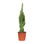 Load image into Gallery viewer, Euphorbia trigona - Ø17cm - ↕70cm