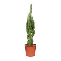 Euphorbia trigona - Ø17cm - ↕70cm