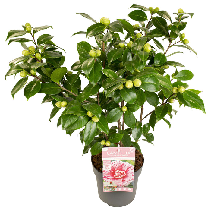 Camellia japonica 'Bonomiana' - Ø19 - ↨65cm