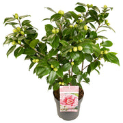 Camellia japonica 'Bonomiana' - Ø19 - ↨65cm