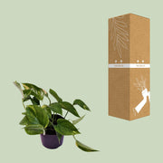 Epipremnum aureum (Scindapsus) - Ø12cm - ↕25cm