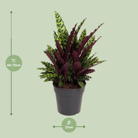 Calathea lancifolia (Pianta del Sonaglio) – Ø27cm – ↕70cm