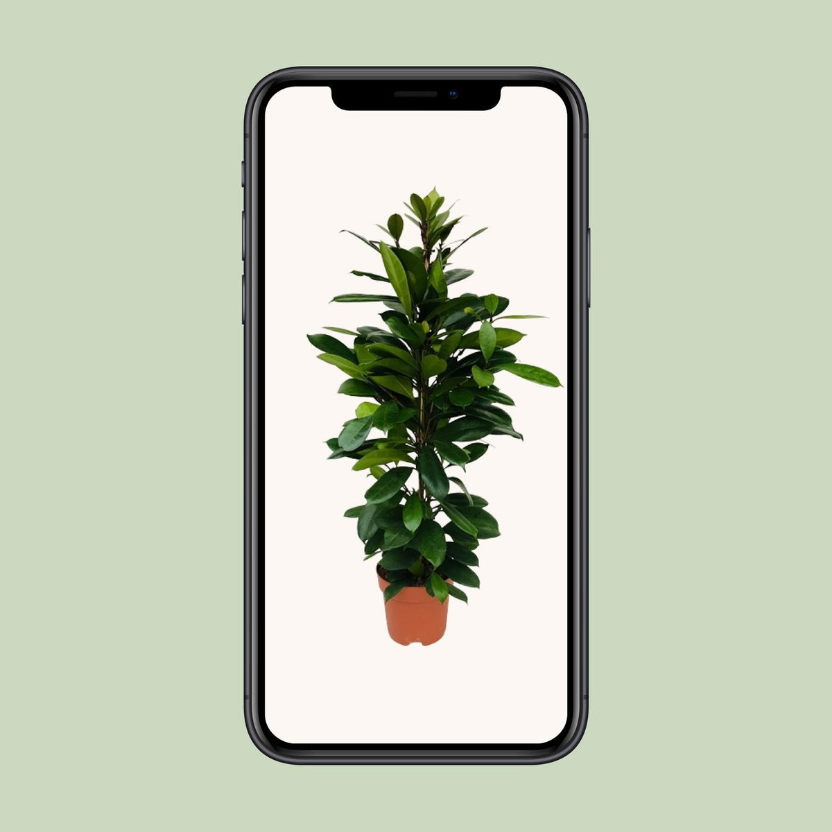 Ficus cyathistipula - Ø21cm - ↕105cm