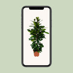Load image into Gallery viewer, Ficus cyathistipula - Ø21cm - ↕105cm