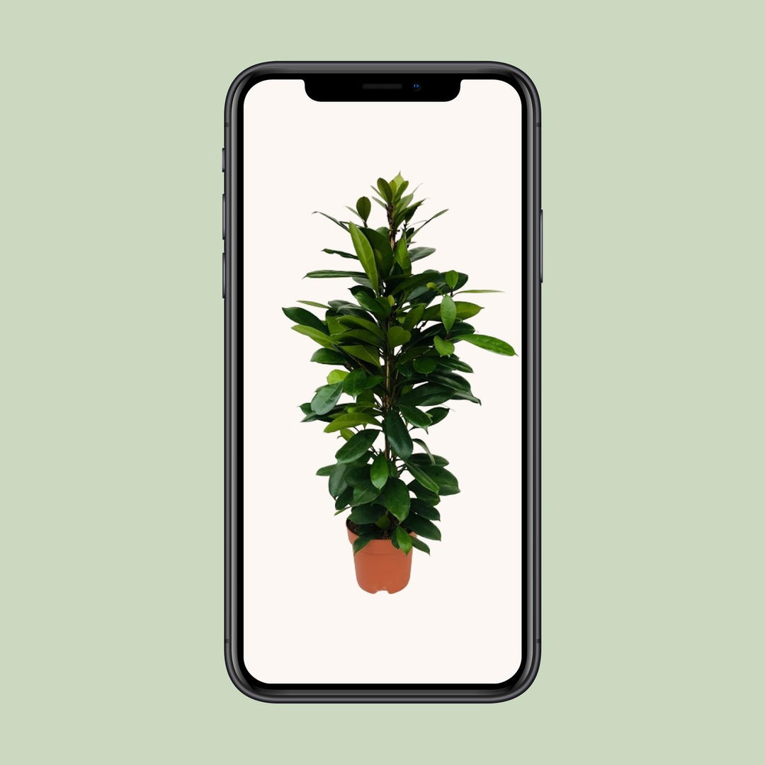 Ficus cyathistipula - Ø21cm - ↕105cm