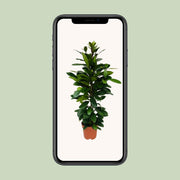 Ficus cyathistipula - Ø21cm - ↕105cm