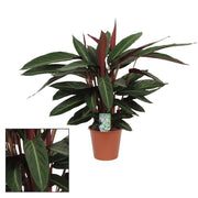 Calathea 'Stripestar Living' - Ø17 ↕65