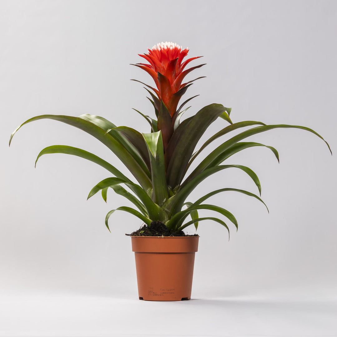 Guzmania 'Hope' - Ø12 - ↕40