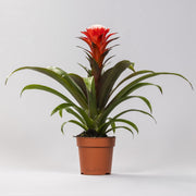 Guzmania 'Hope' - Ø12 - ↕40