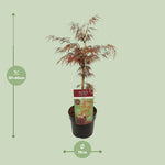 Load image into Gallery viewer, Acer palmatum &#39;Garnet&#39; - Ø19cm - ↕40cm
