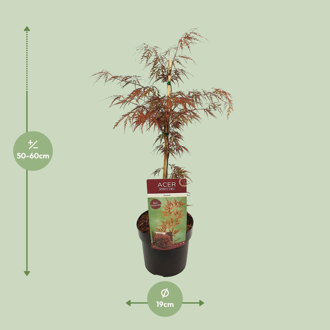 Acer palmatum 'Garnet' - Ø19cm - ↕40cm