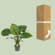 Alocasia gageana 'California' - Ø21cm - ↕80cm