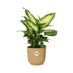 Load image into Gallery viewer, Dieffenbachia seguine ‘Camilla’ in ELHO Vibes Fold, Yellow - Ø14cm - ↕35cm
