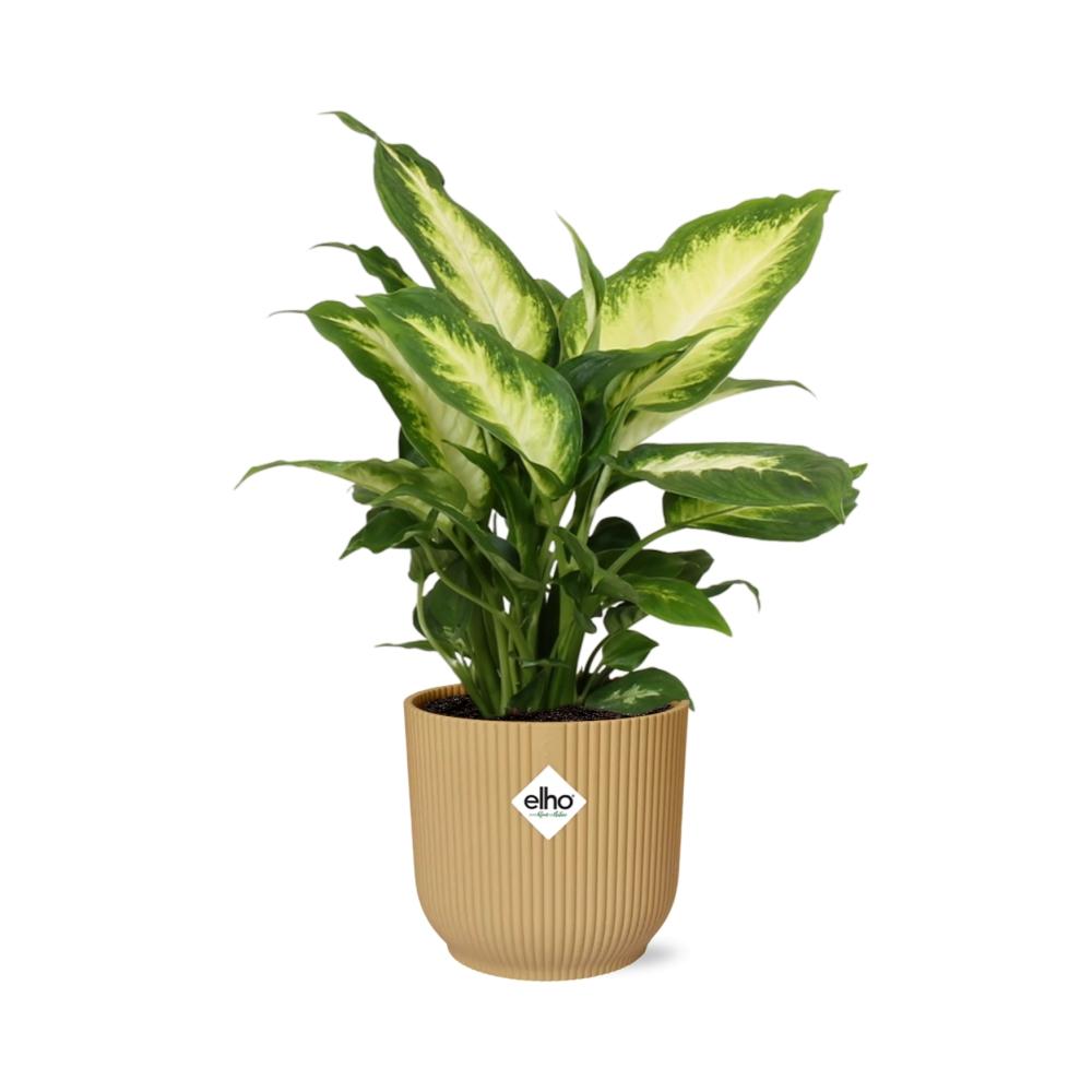 Dieffenbachia seguine ‘Camilla’ in ELHO Vibes Fold, Yellow - Ø14cm - ↕35cm