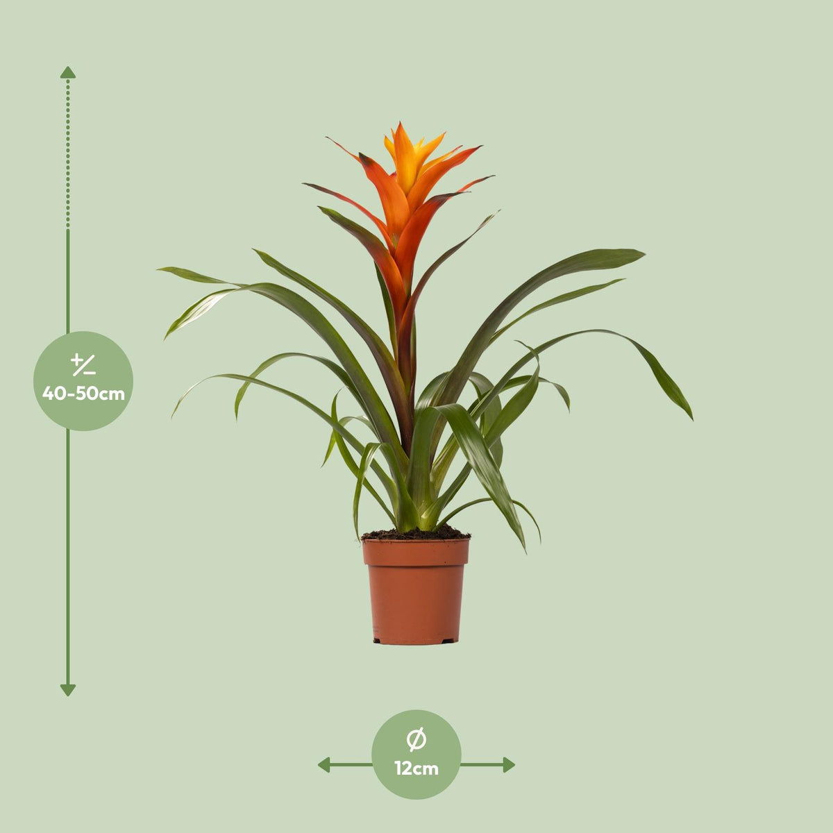 Guzmania 'Variada' - Ø12cm - ↕45cm