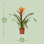 Load image into Gallery viewer, Guzmania 'Variada' - Ø12cm - ↕45cm