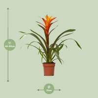 Guzmania 'Variada' - Ø12cm - ↕45cm