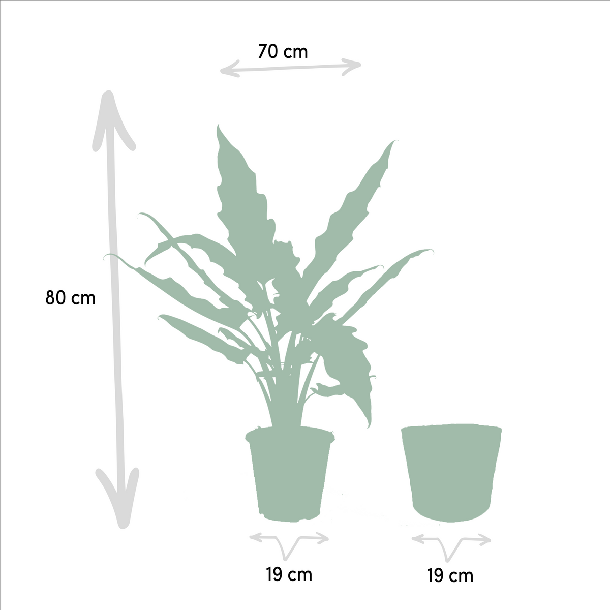 Trio Tropicale da Interno in Cesto Selin - Alocasia Cucullata - Ø19cm - ↕60/65cm + Alocasia Lauterbachiana - Ø19cm - ↕75/80cm