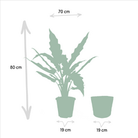 Trio Tropicale da Interno in Cesto Selin - Alocasia Cucullata - Ø19cm - ↕60/65cm + Alocasia Lauterbachiana - Ø19cm - ↕75/80cm