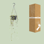 Load image into Gallery viewer, Ceropegia linearis 'Remy' - Ø14cm - ↕38cm