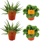 Load image into Gallery viewer, Set of 4 Plants - 2x Aloe 'Spider' + 2x Peperomia albovittata 'Rana Verde' - Ø10.5cm - ↕10cm