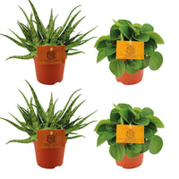 Set da 4 piante - 2x Aloe 'Spider' + 2x Peperomia albovittata 'Rana Verde' - Ø10.5cm - ↕10cm