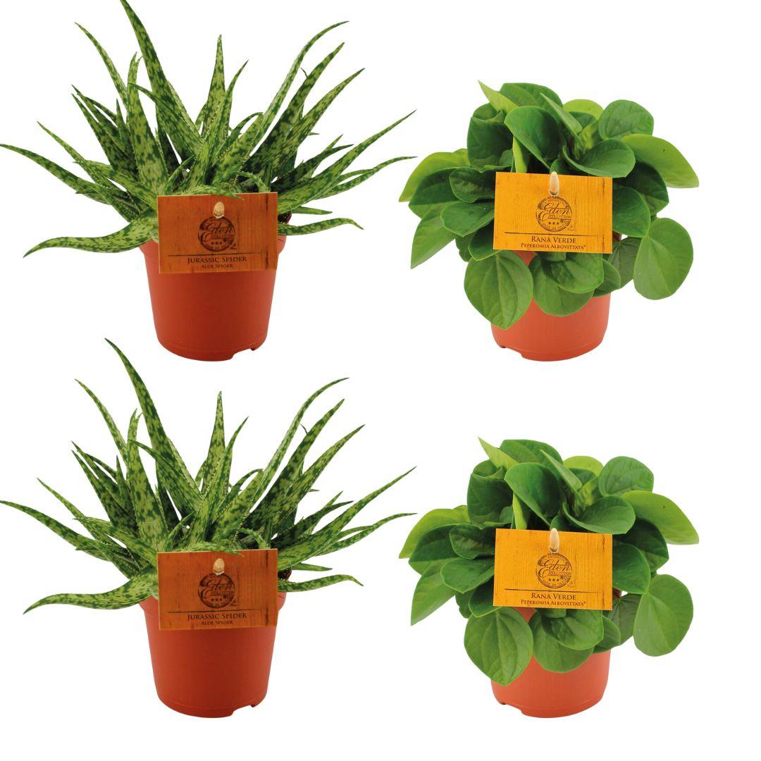Set of 4 Plants - 2x Aloe 'Spider' + 2x Peperomia albovittata 'Rana Verde' - Ø10.5cm - ↕10cm