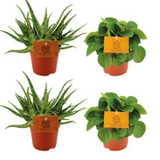 Set of 4 Plants - 2x Aloe 'Spider' + 2x Peperomia albovittata 'Rana Verde' - Ø10.5cm - ↕10cm