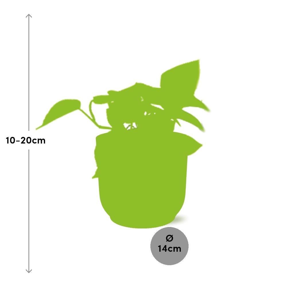 Epipremnum pinnatum ‘Golden Pothos’ - ↕10-20cm - in ELHO Vibes Fold, Pink, Ø14cm