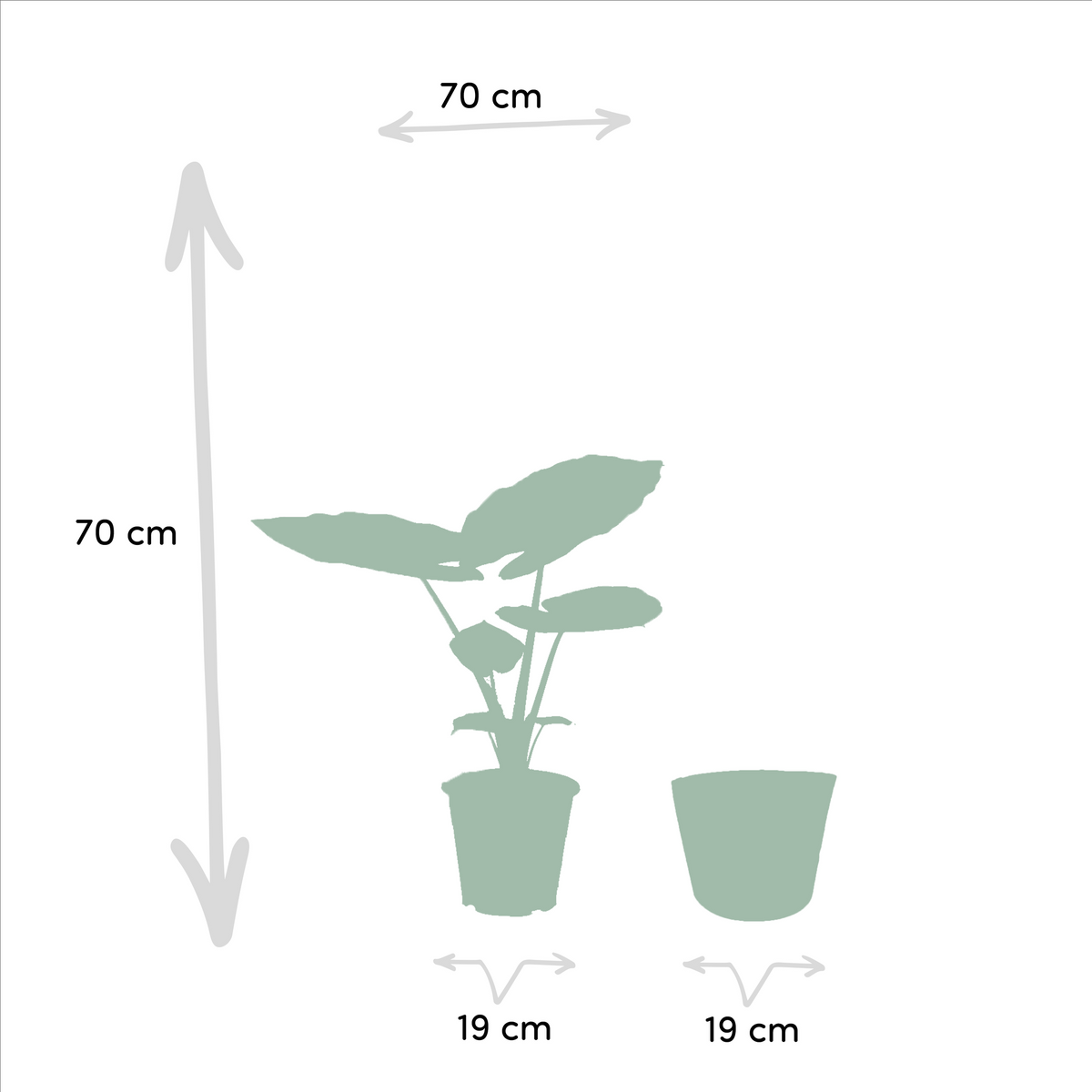 Duo Tropicale da Interno in Cesto Selin - Strelitzia Nicolai - Ø19cm - ↕85cm + Alocasia Macrorrhiza - Ø19cm - ↕70cm