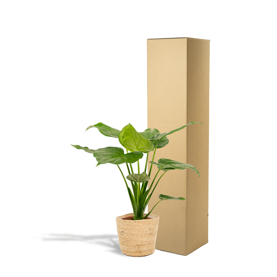 Alocasia cucullata in Selin Basket - Ø19cm - ↕65cm