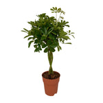 Load image into Gallery viewer, Schefflera compacta - Ø19cm - ↕80cm