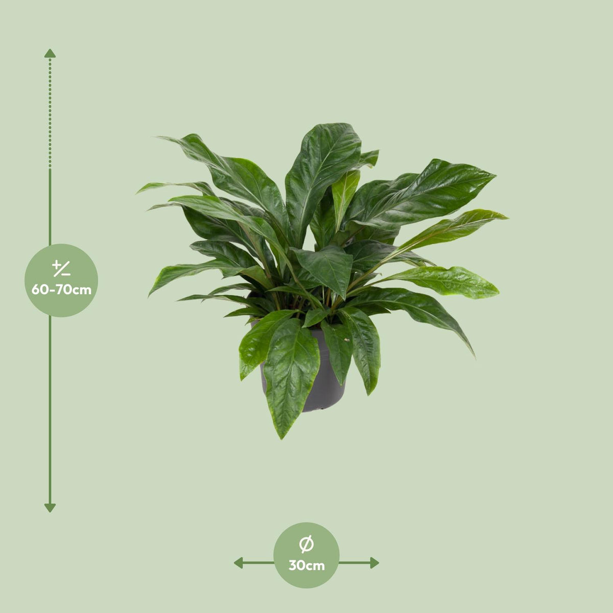 Anthurium hookeri 'Jungle Bush' - Ø30cm - ↕70cm