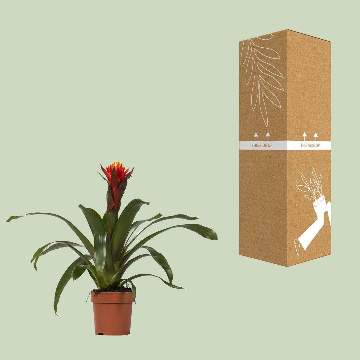 Guzmania 'Happiness' - Ø12 - ↕45