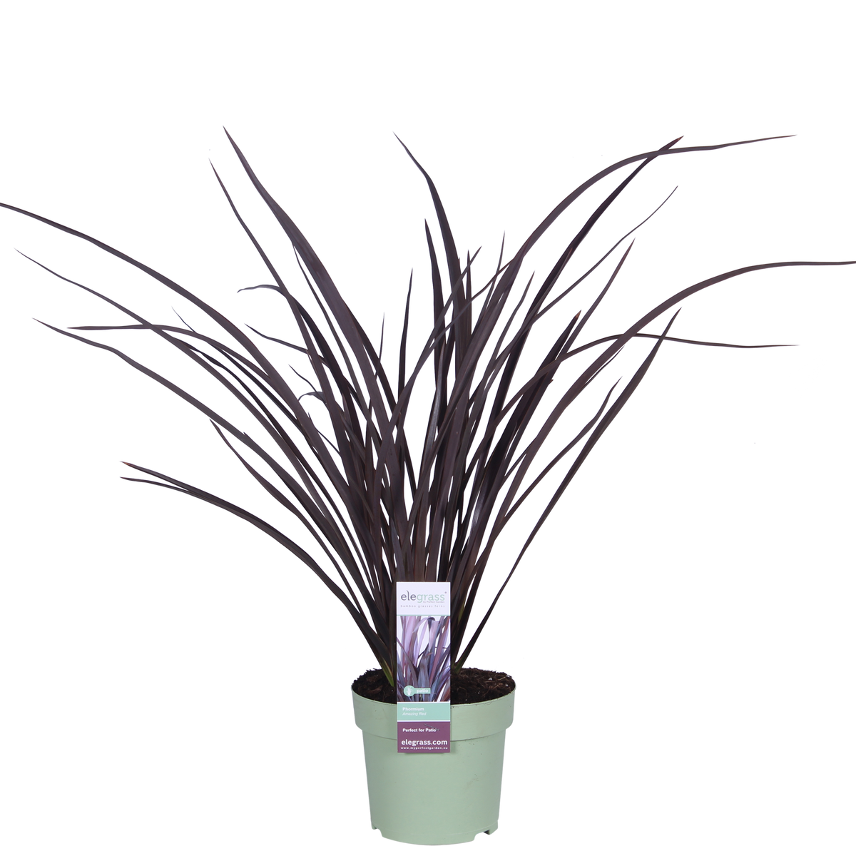 Phormium 'Rubra Nana' - Ø14cm - ↕50cm