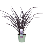 Load image into Gallery viewer, Phormium &#39;Rubra Nana&#39; - Ø14cm - ↕50cm
