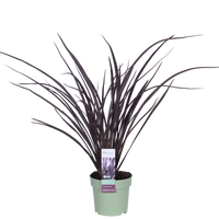 Phormium 'Rubra Nana' - Ø14cm - ↕50cm
