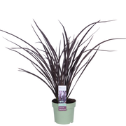 Phormium 'Rubra Nana' - Ø14cm - ↕50cm