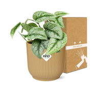 Scindapsus pictus ‘Trebie’ in ELHO Vibes Fold Pot, Yellow, Ø14cm - ↕15cm
