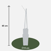 Wisteria floribunda 'Naga Noda' - 2 pieces - Ø15 - ↨65cm
