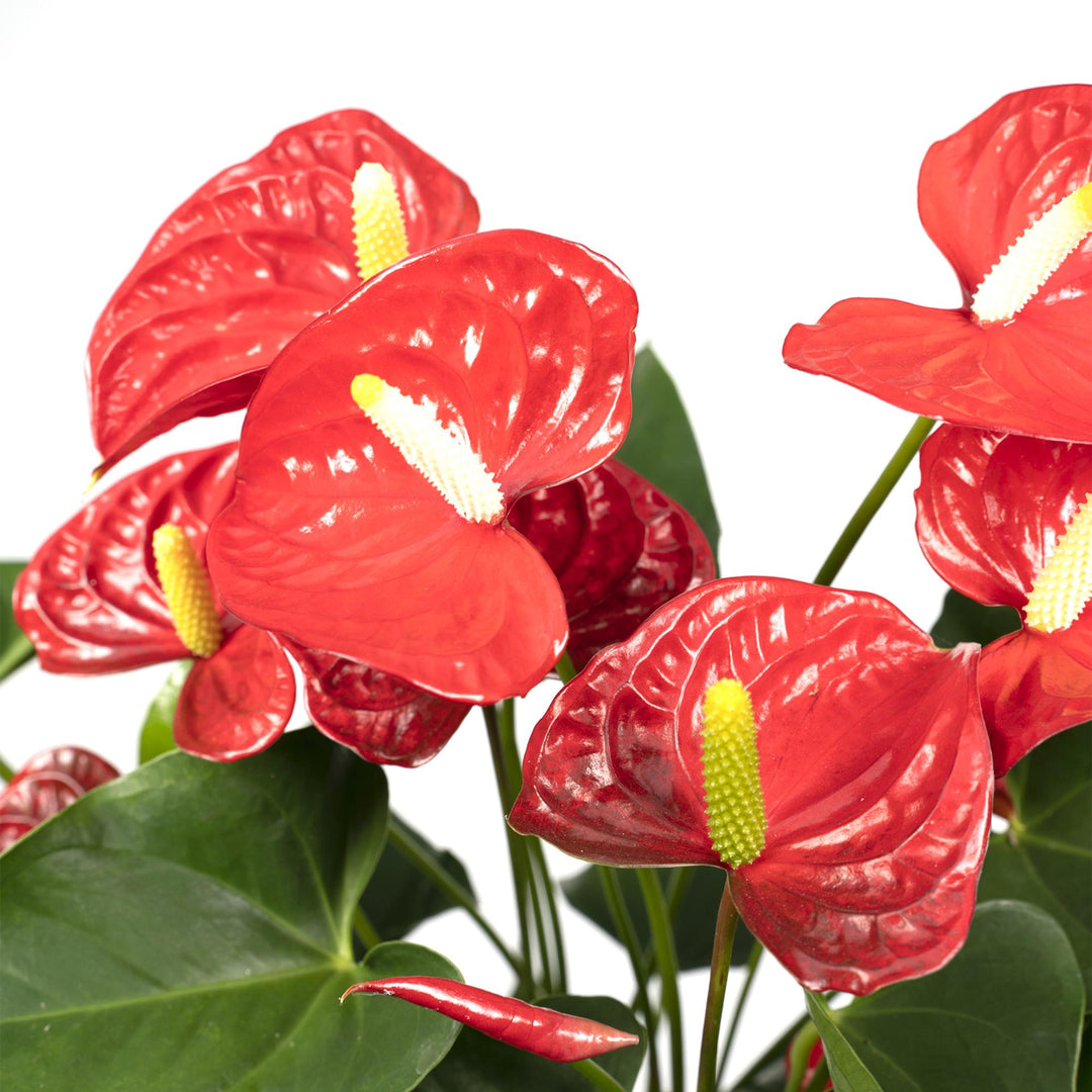 Anthurium andraeanum Red - Ø17cm - ↕55cm