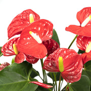 Anthurium andraeanum Red - Ø17cm - ↕55cm