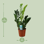 Load image into Gallery viewer, Zamioculcas zamiifolia - Ø17cm - ↕65cm