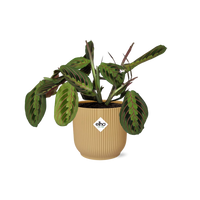 Maranta leuconeura ‘Fascinator’ Tricolor in vaso ELHO Vibes Fold, Giallo, Ø14cm ↕25cm