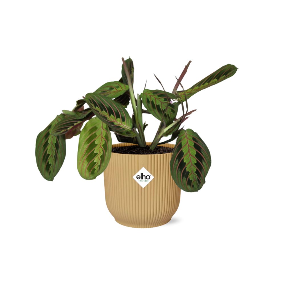 Maranta leuconeura ‘Fascinator’ Tricolor in ELHO Vibes Fold, Yellow, Ø14cm ↕25cm