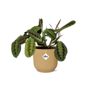 Maranta leuconeura ‘Fascinator’ Tricolor in ELHO Vibes Fold, Yellow, Ø14cm ↕25cm